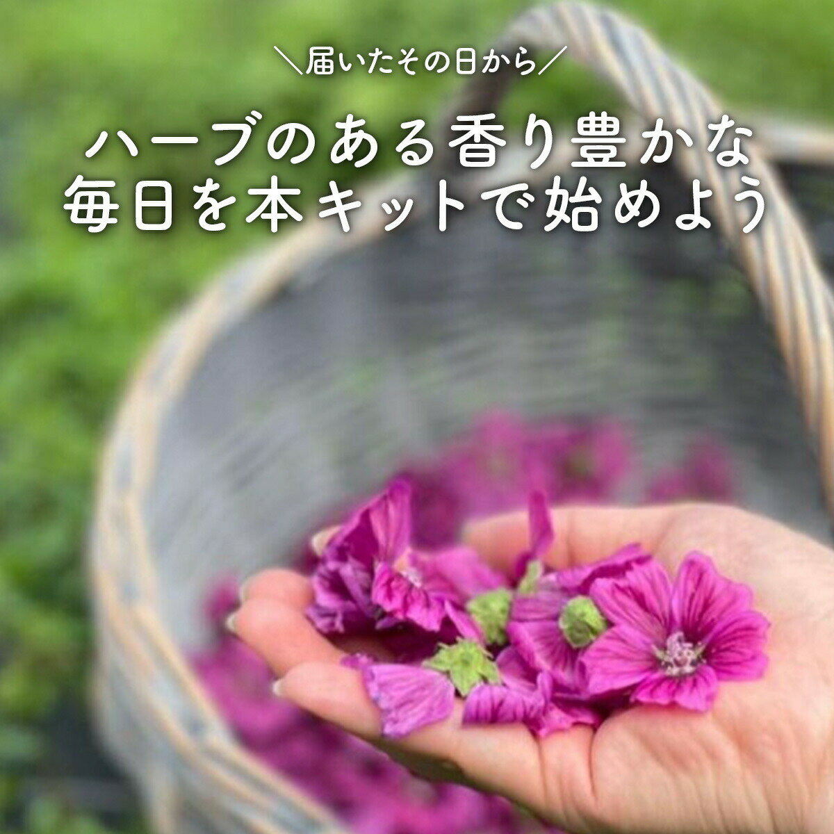 【本日P2倍】 ハーブ 栽培キット スマイル 苗1個（苗 セット メッセージブリキ プランター かわいい 寄せ植え ハーブティー ハーブガーデン 観葉植物 送料無料 バジル ローズマリー ミント 花苗 苗木 家庭菜園 女子力 鉢植え 土 herb）