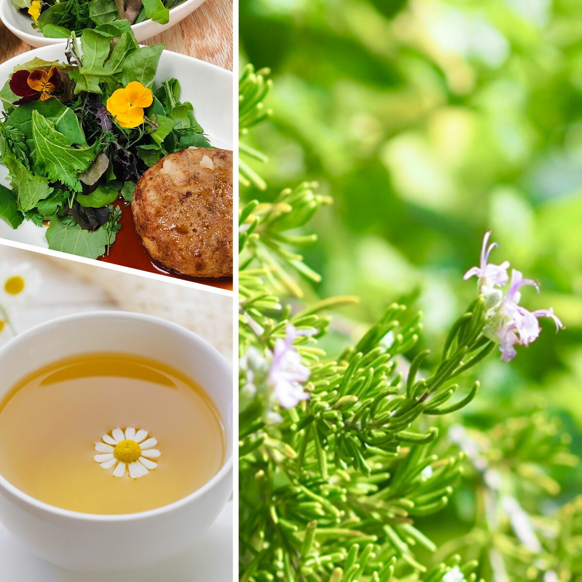 ������P2�ܡ� �ϡ��� ���ݥ��å� �ѥ��ƥ�ġ��ȥ� ��4�ġ��� ���å� �֥ꥭ�ץ�󥿡� ���襤�� �󤻿��� �ϡ��֥ƥ��� �ϡ��֥����ǥ� ���տ�ʪ ����̵�� �Х��� �������ޥ꡼ �ߥ�� ���� ���� �����ڱ� ������ ȭ���� �� herb��