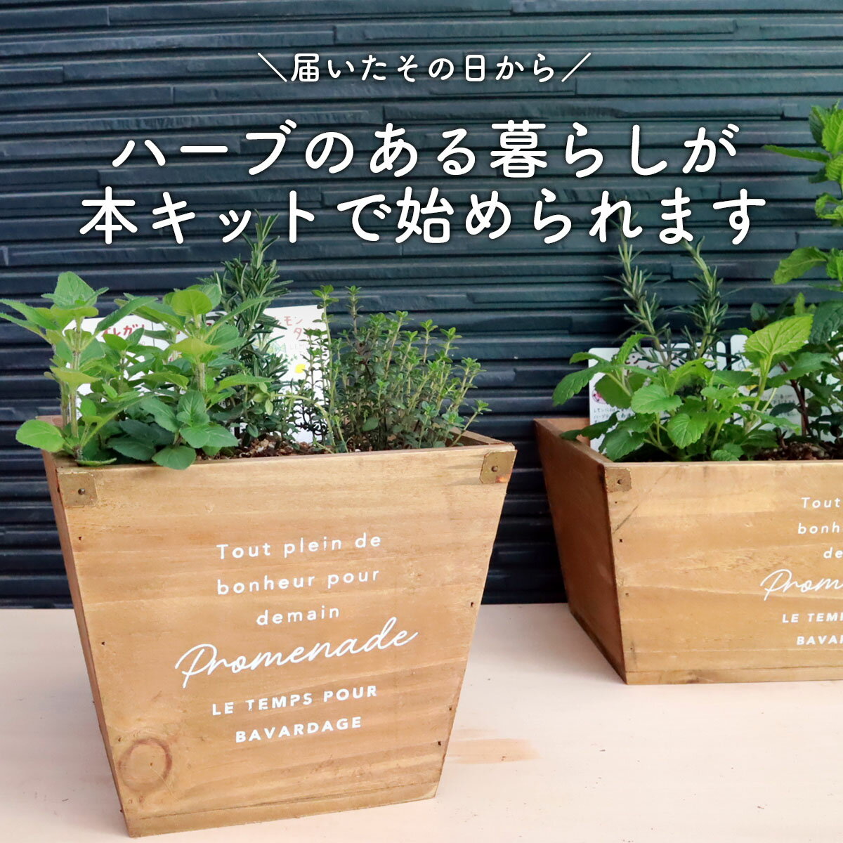 【本日P2倍】 ハーブ 栽培キット ナチュラルウッド 四角 苗3個（苗 セット 木製プランター かわいい 寄せ植え ハーブティー ハーブガーデン 観葉植物 送料無料 バジル ローズマリー ミント 花苗 苗木 家庭菜園 女子力 鉢植え 土 herb