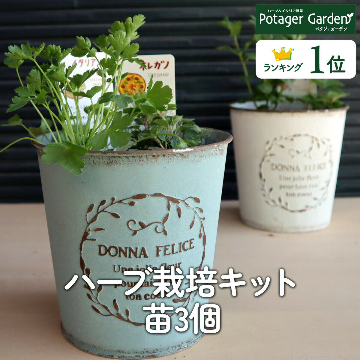 【本日P2倍】 ハーブ 栽培キット ダナティン 丸中 苗3個（苗 セット ブリキプランター かわいい 寄せ植え ハーブティ…