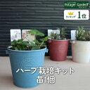 【本日P2倍】 ハーブ 栽培キット DONNA S 苗1個(苗 セット ブリキプランター かわいい 寄せ植え ハーブティー ハーブガーデン 観葉植物 送料無料 ...