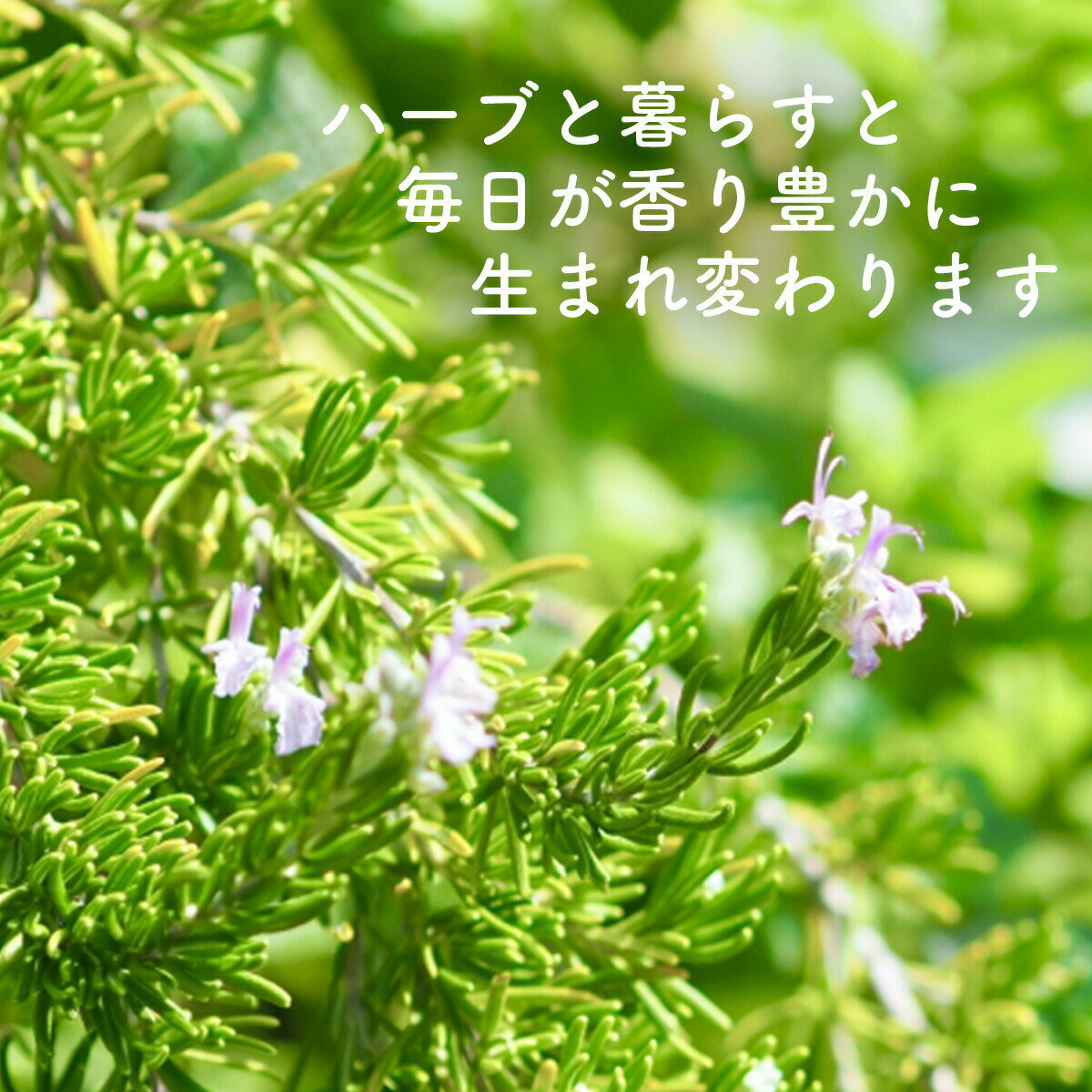 ������P2�ܡ� �ϡ��� ���ݥ��å� �롼�ĥݡ��� M ��3�ġ��� ���å� �ե���ȥץ�󥿡� ���襤�� �󤻿��� �ϡ��֥ƥ��� �ϡ��֥����ǥ� ���տ�ʪ ����̵�� �Х��� �������ޥ꡼ �ߥ�� ���� ���� �����ڱ� ������ ȭ���� �� herb��