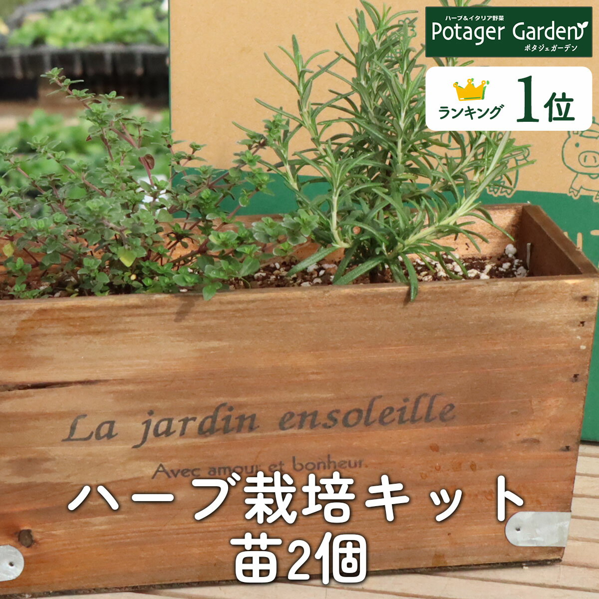ハーブ 栽培キット La Jardin 茶 苗2個（苗 セット 木製プランター かわいい 寄せ植え ハーブティー ハーブガーデン …