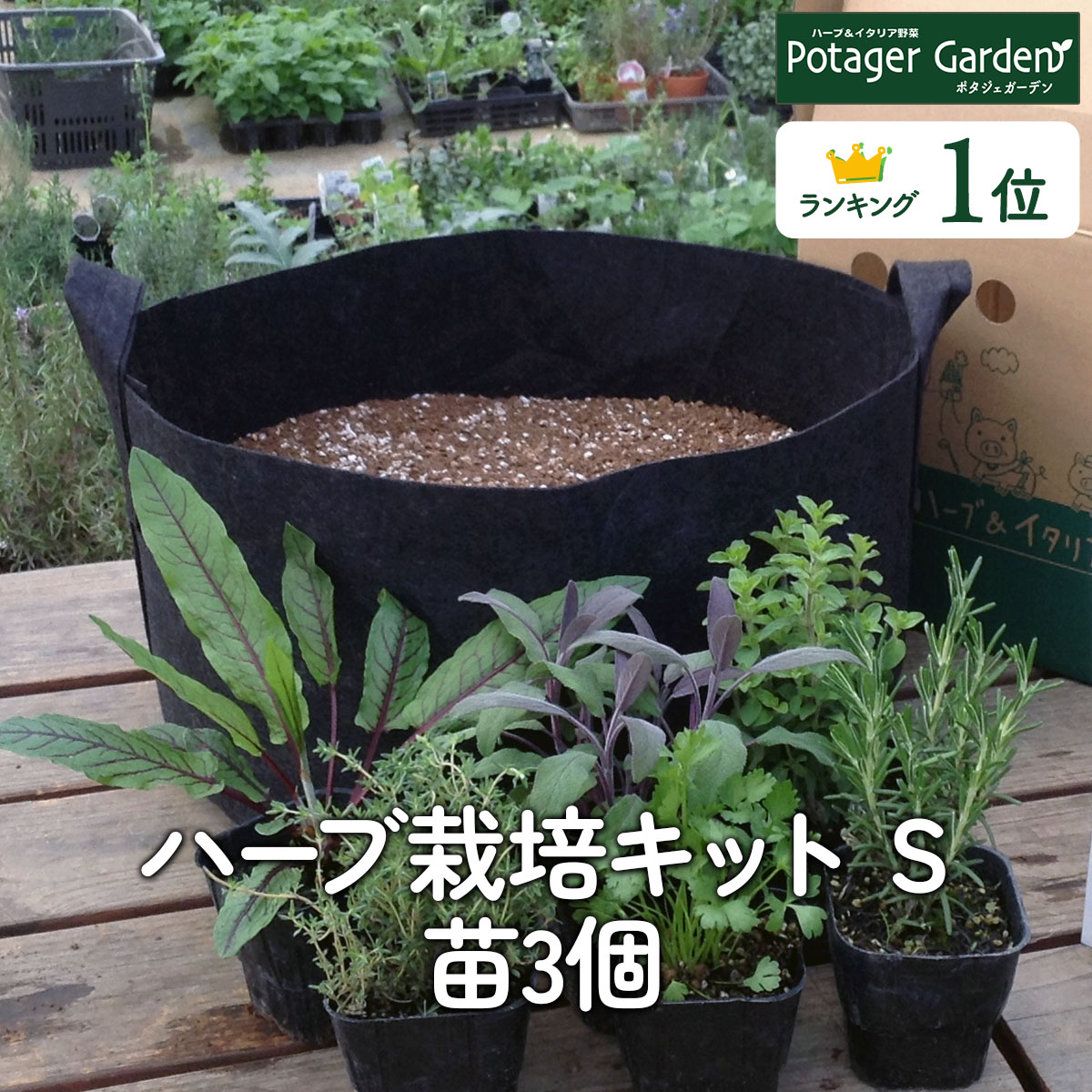 苗 ハーブ 栽培キット 苗3個 S（ガーデニング ハーブティー ハーブ料理 花苗 苗木 家庭菜園 かわいい 寄せ植え ハーブガーデン 観葉植物 送料無料 バジル ローズマリー ミント 女子力 鉢植え 土 herb 黒プランター 直径20cm