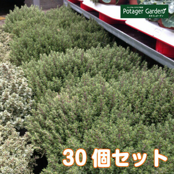 在庫あり 即納 ハーブ 苗 セット コモンタイム 30個 ハーブ苗 栽培キット 英語 効能 代用 種類 料理 育て方 使い方 選び方 ラベンダー 寄せ植え ハーブティ 種 レシピ 鉢植え バジル ローズマリー ミント 花苗 セット 送料無料 ドライハーブ 野菜 水耕栽培