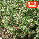 タイムの種類 品種 でグランドカバーに向いているのは 雑草対策 Garden Press タイムの種類 品種 でグランドカバーに向いているのは 雑草対策 Garden Press