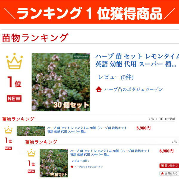 ハーブ 苗 ローズマリー セット レモンタイム 30個 ハーブ苗 栽培キット ガーデニング ハーブ 英語 効能 代用 種類 料理 育て方 使い方 選び方 ラベンダー 寄せ植え ハーブティ 種 レシピ 鉢植え バジル ローズマリー ミント 花苗 送料無料 ドライハーブ 野菜 水耕栽培