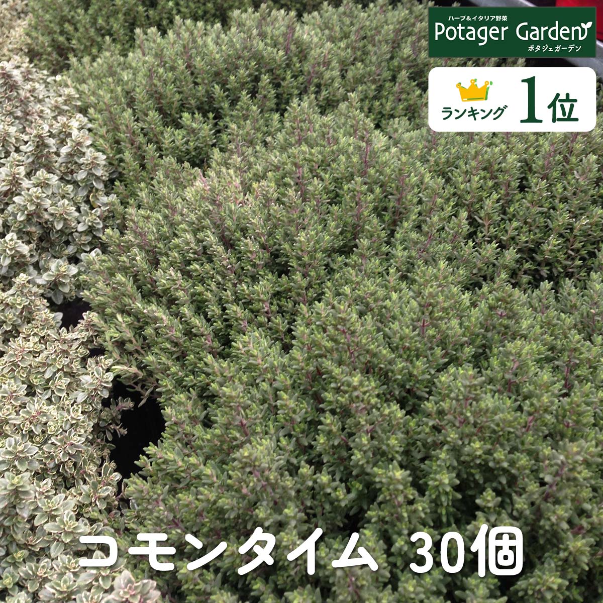 【本日P2倍】 ハーブ 苗 セット コモンタイム 30個（ハーブ苗 栽培キット 英語 効能 代用 種類 料理 育て方 使い方 選び方 ラベンダー 寄せ植え ハーブティ 種 レシピ 鉢植え バジル ローズマリー ミント 花苗 セット 送料無料 ドライハーブ 野菜 水耕栽培）コモン30