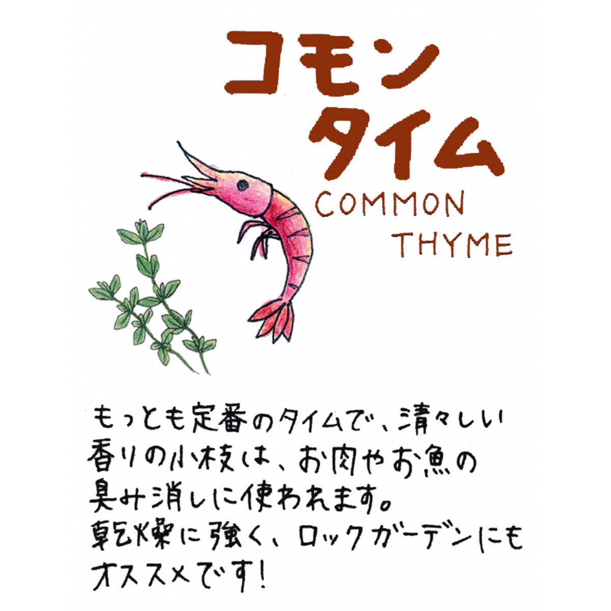 【本日P2倍】 ハーブ 苗 セット コモンタイ...の紹介画像2