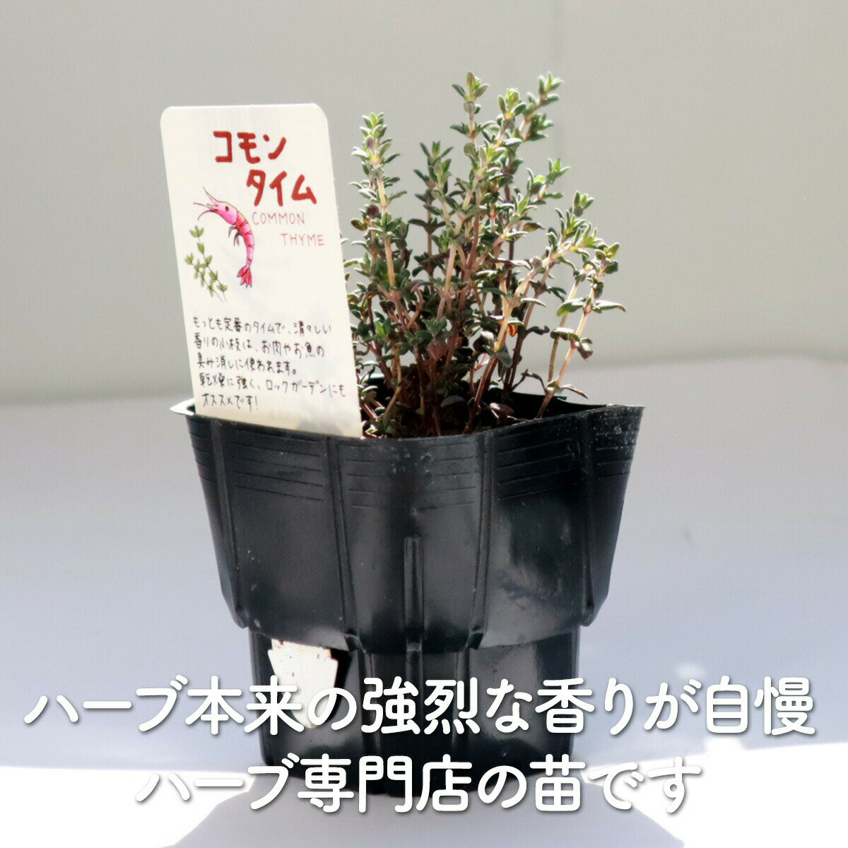 【本日P2倍】 ハーブ 苗 セット コモンタイ...の紹介画像3