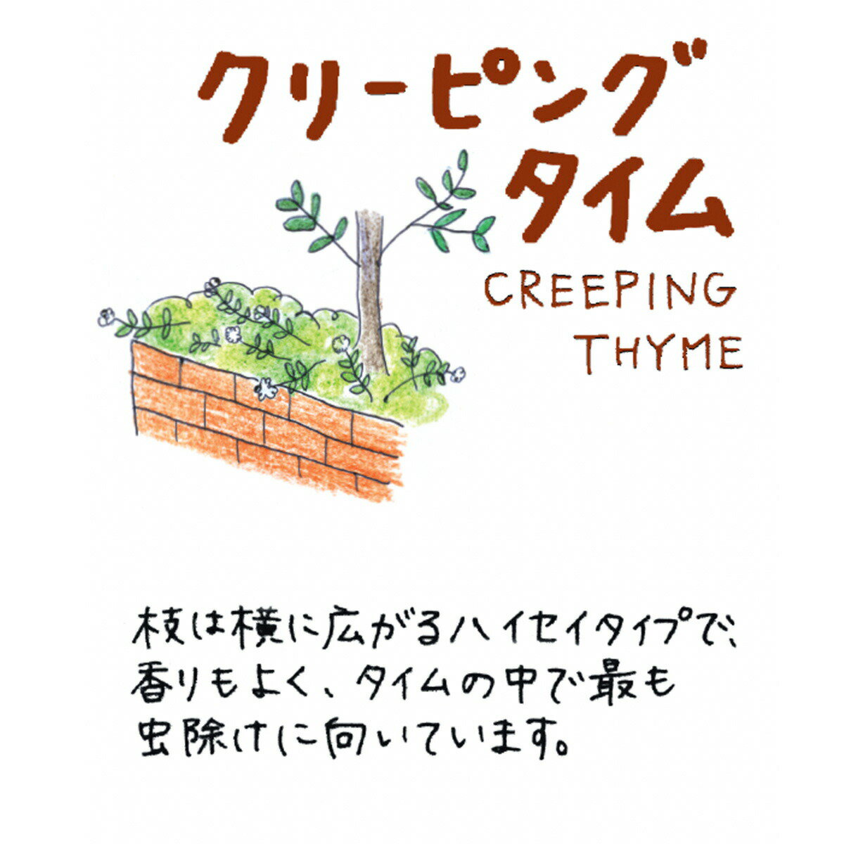 【本日P2倍】 ハーブ 苗 クリーピングタイム（グランドカバー 常緑 多年草 ハーブ...