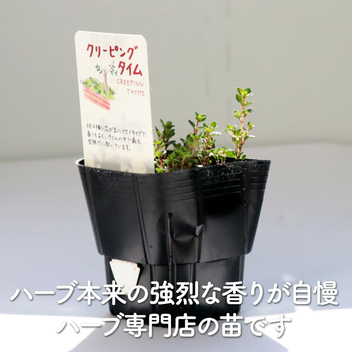 【本日P2倍】 ハーブ 苗 クリーピングタイム（グランドカバー 常緑 多年草 ハーブ...