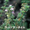 【本日P2倍】 ハーブ 苗 ラベンダータイム(ハーブ苗 栽培キット 英語 効能 種類 料理 育て方 使い方 選び方 ラベンダー 苗 ハーブ 寄せ植え ハーブティ...