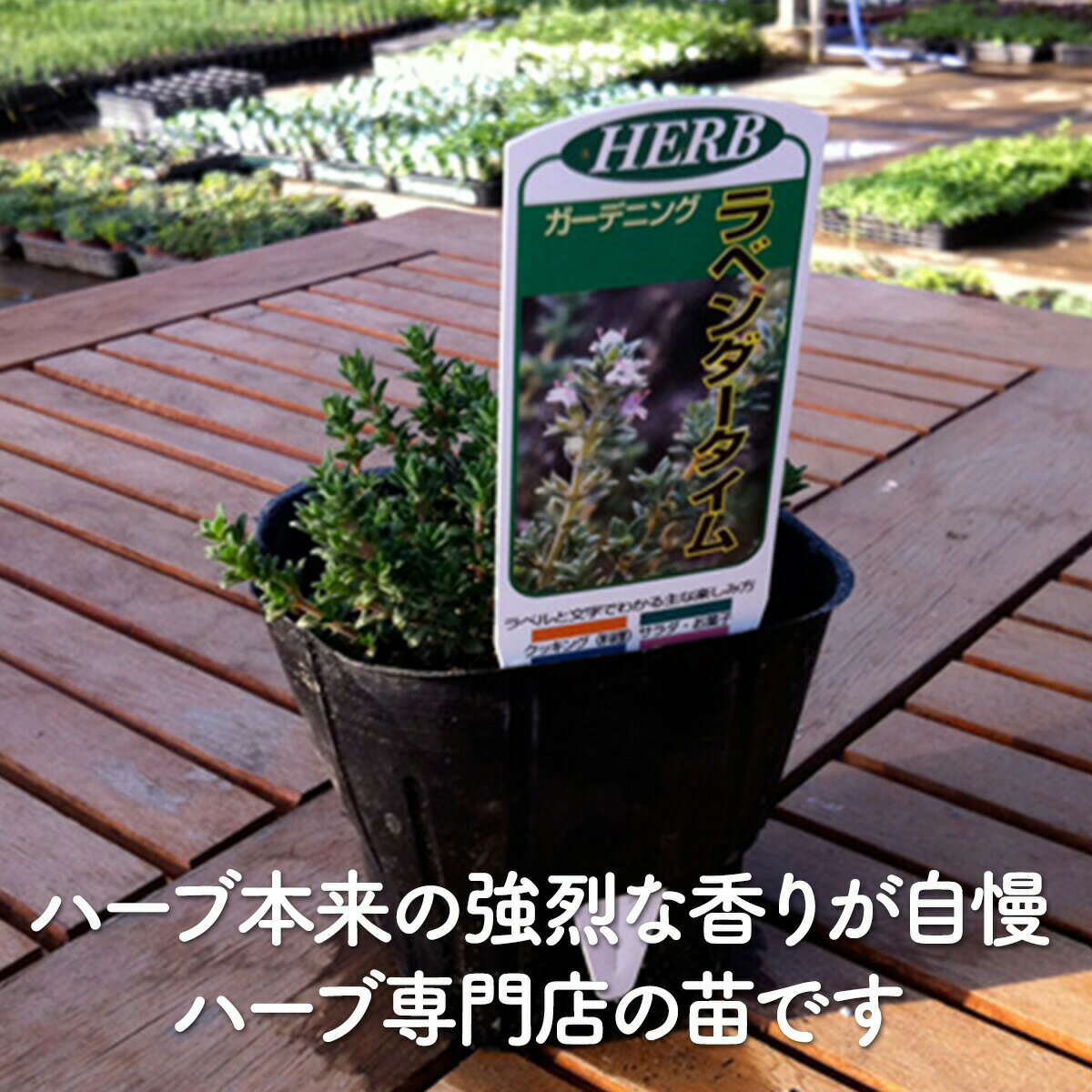 【本日P2倍】 ハーブ 苗 ラベンダータイム（ハーブ苗 栽培キット 英語 効能 種類 ...