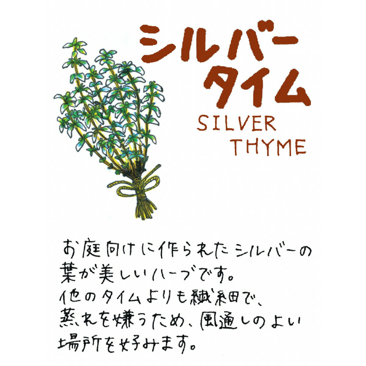 【本日P2倍】 ハーブ 苗 シルバータイム（ハーブ苗 栽培キット 英語 効能 代用 種...