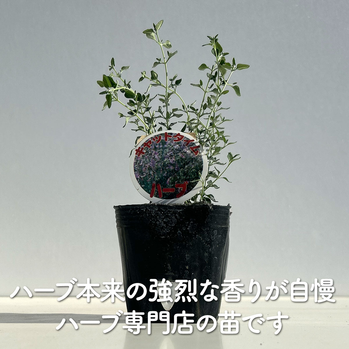 【本日P2倍】 ハーブ 苗 キャットタイム （ハーブ苗 栽培キット 英語 効能 代用 ス...
