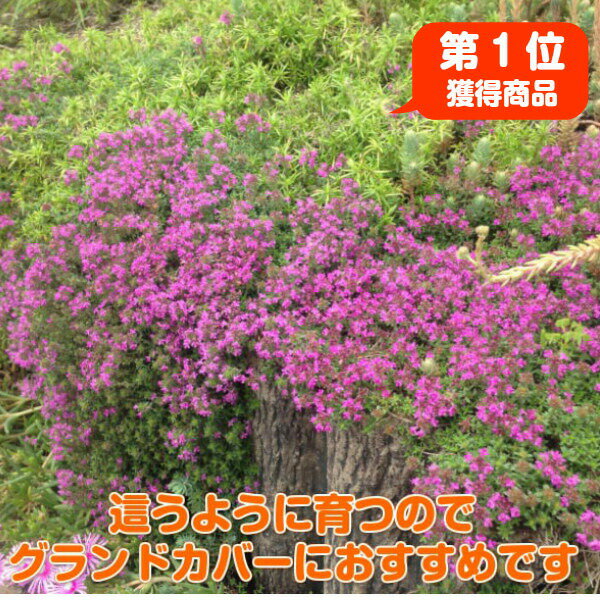 ハーブ 苗 クリーピングタイム グランドカバー 常緑 多年草 ハーブ苗 栽培キット 効能 スーパー 種類 料理 育て方 使い方 選び方 ラベンダー 寄せ植え ハーブティ レシピ 鉢植え バジル ローズマリー ミント 花苗 ドライハーブ 野菜 水耕 クリーピングのレビュー ハーブ 苗 クリーピングタイム グランドカバー 常緑 多年草 ハーブ苗 栽培キット 効能 スーパー 種類 料理 育て方 使い方 選び方 ラベンダー 寄せ植え ハーブティ レシピ 鉢植え バジル ローズマリー ミント 花苗 ドライハーブ 野菜 水耕 クリーピングのレビュー