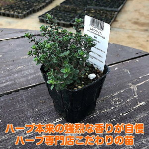 お客様感謝セール 新品品質は非常に良い 期間中p5倍 ハーブ 苗 ボリジ セット レモンタイム 30個 ハーブ苗 ルッコラ 栽培キット 英語 ハーブ 効能 代用 スーパー 種類 料理 育て方 使い方 選び方 ラベンダー 寄せ植え ハーブティ 種 レシピ 鉢植え バジル ローズ