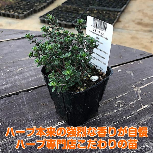 ハーブ 苗 ローズマリー セット レモンタイム 30個 ハーブ苗 栽培キット ガーデニング ハーブ 英語 効能 代用 種類 料理 育て方 使い方 選び方 ラベンダー 寄せ植え ハーブティ 種 レシピ 鉢植え バジル ローズマリー ミント 花苗 送料無料 ドライハーブ 野菜 水耕栽培