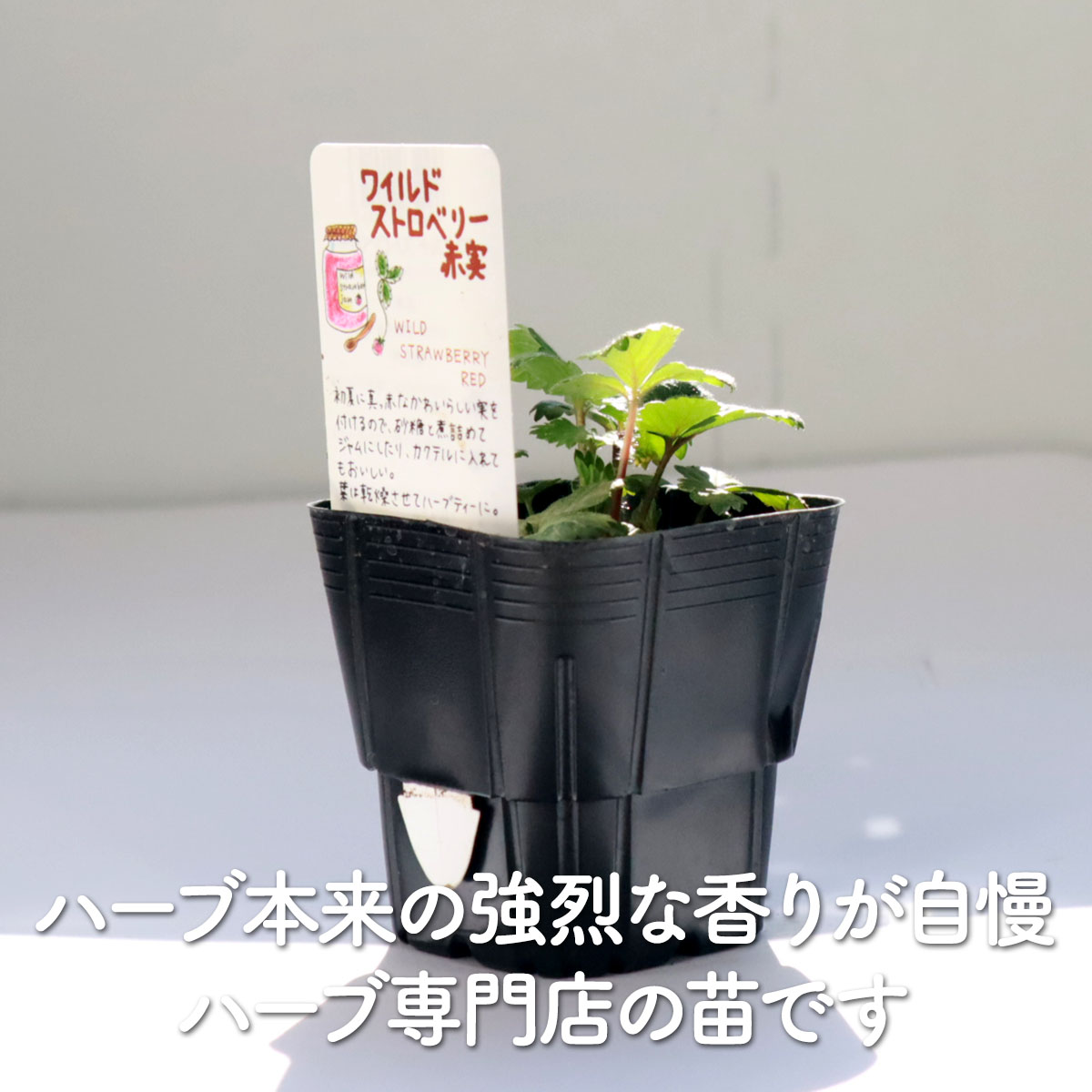 【本日P2倍】 ハーブ 苗 ワイルドストロベリー 赤実（ハーブティー ハーブガーデン...