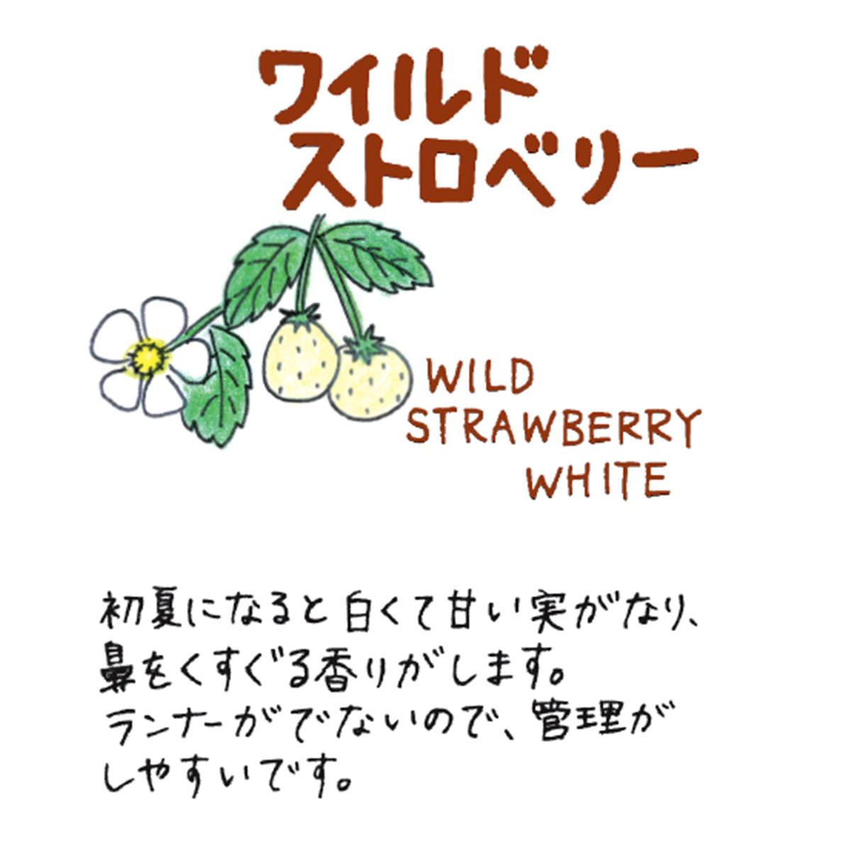 【本日P2倍】 ハーブ 苗 ワイルドストロベリー 白実 イエローワンダー（ハーブティ...