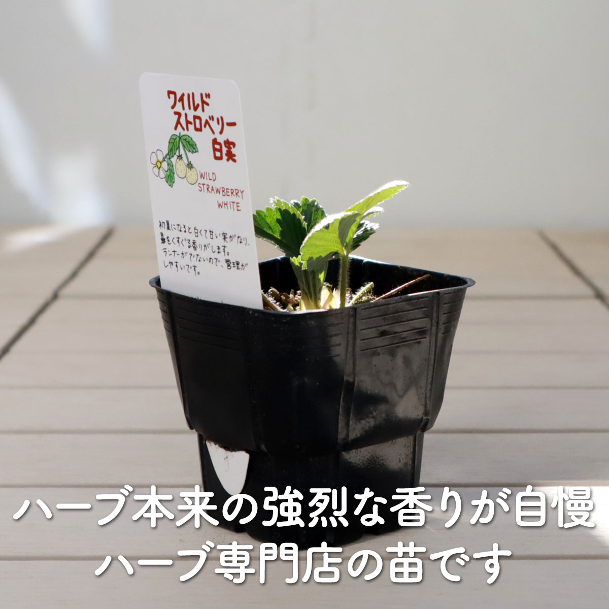 【本日P2倍】 ハーブ 苗 ワイルドストロベリー 白実 イエローワンダー（ハーブティ...