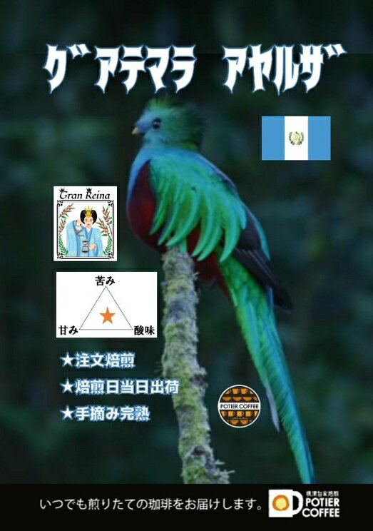 Coffee Sets - グアテマラ　アヤルザ　500gマヤ文明　世界遺産 コーヒー豆 焙煎コーヒー豆 珈琲豆 生豆 焙煎豆 豆 ストレート コーヒー 自家焙煎 珈琲 焙煎 煎りたて 新鮮 中細挽き お取り寄せ 美味しい選べる焙煎度合 浅煎り 中煎り 深煎り