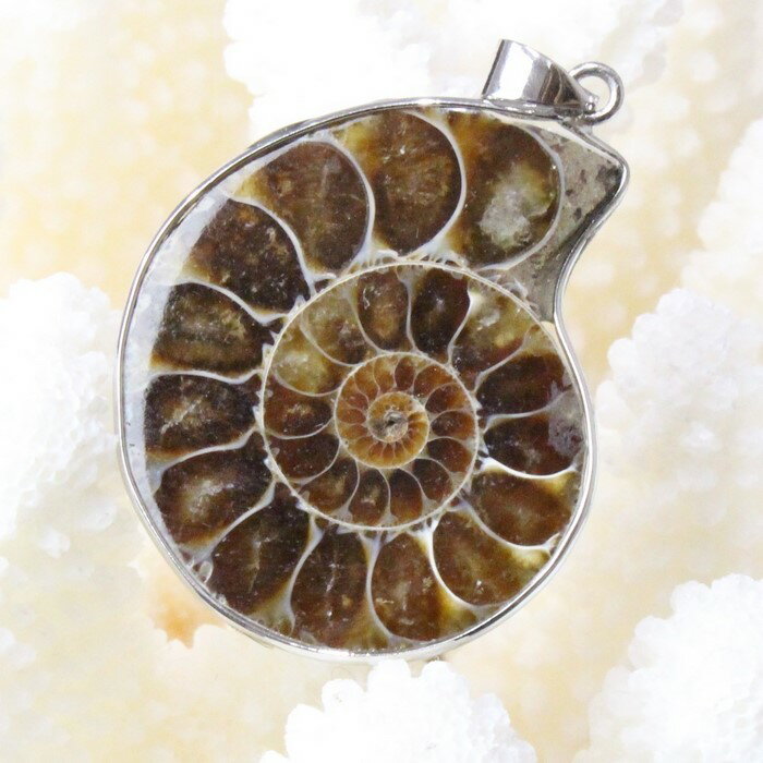 アンモナイト ペンダント｜Ammonite 化石 Ammonoidea アンモン貝 マリエラ 菊石 fossil アンモナイト ネックレス Pendant Necklace ペンダント チャーム｜メンズ レディース パワーストーン 天然石 海外直輸入価格 アンモナイト【ポイント割引商品】