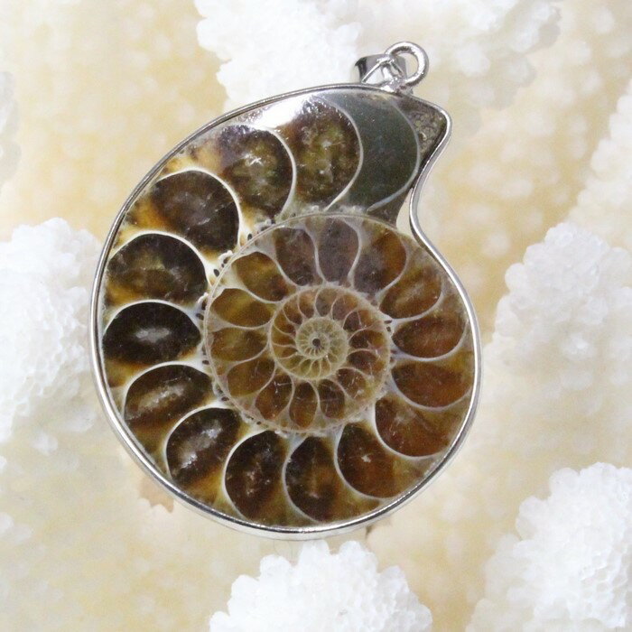 アンモナイト ペンダント｜化石 Ammonoidea アンモン貝 マリエラ 菊石 fossil アンモナイト ネックレス ペンダント チャーム Pendant Necklace 首輪｜メンズ レディース 一点物 パワーストーン アンモナイト