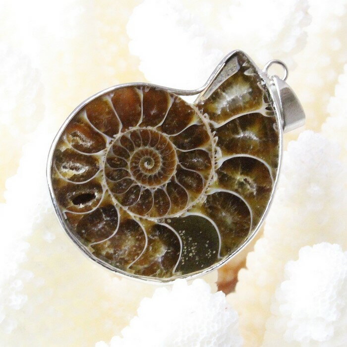 AiCg y_gb Ammonoidea AL }G e fossil AiCg lbNX Pendant Necklace y_g `[ ցbY fB[X  _ p[Xg[ AiCgy|Cgiz