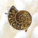 アンモナイト ペンダント｜Ammonite 化石 Ammonoidea アンモン貝 マリエラ 菊石 fossil アンモナイト ネックレス Pendant 首輪 ペンダント Necklace｜メンズ Men's レディース Ladies 天然石 海外直輸入価格 アンモナイト【ポイント割引商品】