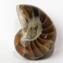 オウムガイ 化石|オウムガイ オウム貝 アンモナイト【Gemstone 生きた化石 fossil 原石 置物 石 鉱石 Stone 古生物 標本】メンズ Men...