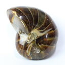 オウムガイ 化石|オウム貝 アンモナイト オウムガイ 【原石 置物 石 化石 fossil 鉱石 Stone 古生物 標本】メンズ レディース パワーストーン ...