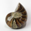 オウムガイ 化石|オウムガイ オウム貝 アンモナイト【Gemstone 生きた化石 fossil 原石 置物 石 鉱石 Stone 古生物 標本】メンズ Men...