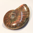 アンモナイト 化石｜Ammonite アンモライト アンモン貝 レインボー fossil アンモナイト【置物 古代 化石 fossil 原石 鉱石 開運 インテリア 古生物 標本】メンズ Men's レディース 天然石 限定 一点物 アンモナイト