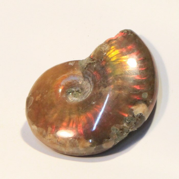 アンモナイト 化石｜アンモライト アンモン貝 Ammonite レインボー fossil アンモナイト【原石 鉱石 置物 古代 化石 fossil 開運 インテリア 古生物 標本】メンズ Men's レディース Ladies 限定 天然石 アンモナイト