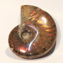 アンモナイト 化石|アンモン貝 レインボー Ammonite アンモライト fossil アンモナイト【置物 古代 化石 fossil 原石 鉱石 開運 インテ...