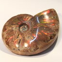 アンモナイト 化石|アンモン貝 レインボー Ammonite アンモライト fossil アンモナイト【置物 古代 化石 開運 インテリア 古生物 標本 fos...