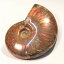 ʥ СAmmonite 饤  쥤ܡ fossil ʥȡʪ    ƥꥢ ʪ ɸ fossil  Сۥ Men's ǥ Ladies ŷ ľ͢ ʥ