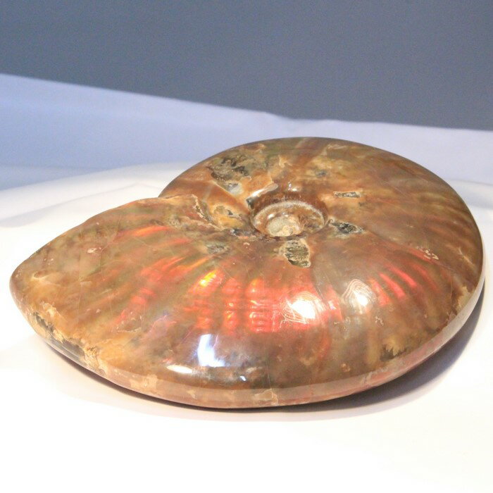 アンモナイト 化石|アンモン貝 レインボー Ammonite アンモライト fossil アンモナイト【置物 古代 化石 fossil 原石 鉱石 開運 インテ...