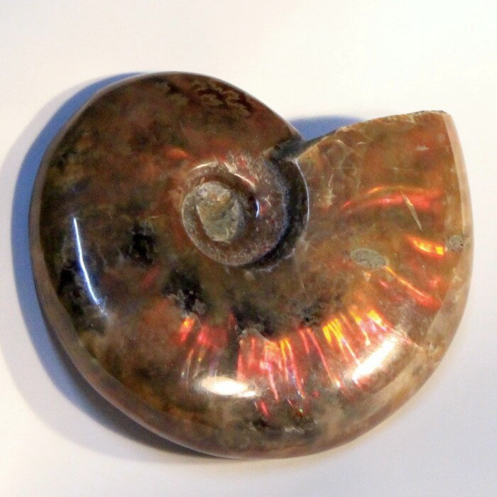 ʥ СAmmonite 쥤ܡ   饤 fossil ʥ  ʪ  fossil   Stone ʪ ɸܡå Men's ǥ Ladies  ŷ ʥ