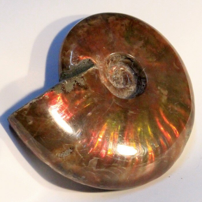 アンモナイト 化石|Ammonite レインボー...の商品画像
