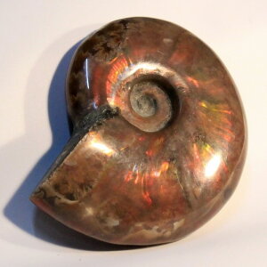 ʥ СAmmonite 饤 쥤ܡ   fossil ʥ  ʪ  fossil   Stone ʪ ɸܡå ǥ ʪ ѥȡ ʥ