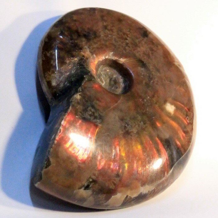 アンモナイト 化石|Ammonite アンモライト菊石 fossil レインボー アンモン貝 アンモナイト 原石 置物 生きた化石 fossil 石 鉱石 St...