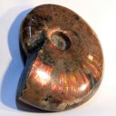 アンモナイト 化石|Ammonite アンモライト菊石 fossil レインボー アンモン貝 アンモナイト 原石 置物 生きた化石 fossil 石 鉱石 St...