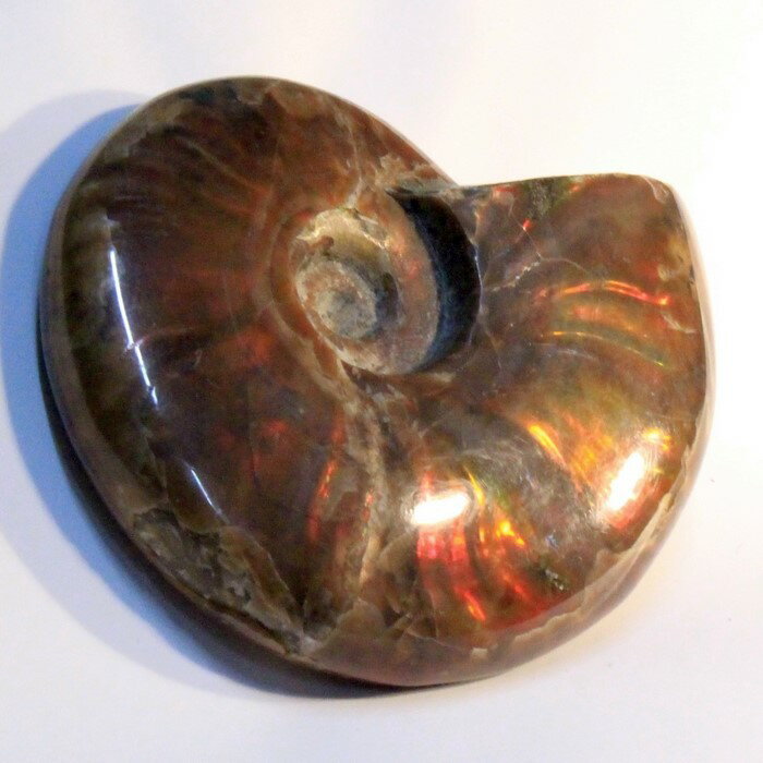 アンモナイト 化石|Ammonite レインボー アンモン貝 菊石 アンモライト fossil アンモナイト 原石 置物 鉱石 生きた化石 fossil 石 S...