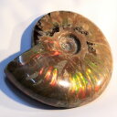 アンモナイト 化石|Ammonite アンモライト菊石 fossil レインボー アンモン貝 アンモナイト 原石 置物 鉱石 生きた化石 fossil 石 St...