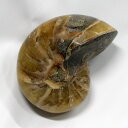 【厳選品質 一点物】オウムガイ 化石 アンモナイト オウムガイ オウム貝 原石 fossil 原石 置物 石 鉱石 Stone 古生物 標本 オウムガイ化石 パ...