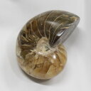 オウムガイ 化石 オウムガイ オウム貝 アンモナイト 原石 生きた化石 fossil 原石 置物 石 鉱石 Stone 古生物 標本 オウムガイ化石 天然石 化...