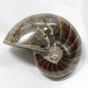 【厳選 一点物】オウムガイ 化石 オウムガイ オウム貝 アンモナイト 原石 fossil 原石 置物 石 鉱石 Stone 古生物 標本 オウムガイ化石 メンズ...